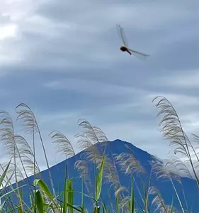 河口湖自然生活館 ブルーベリーの里（KAWAGUCHIKO NATURAL LIVING CENTER）