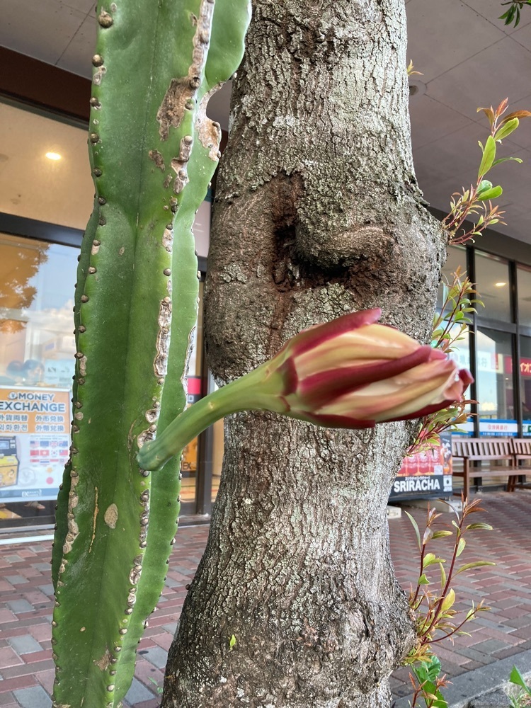 ゴンさんが投稿したイオン 具志川店（AEON）に関する口コミの画像