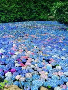 みちのくあじさい園