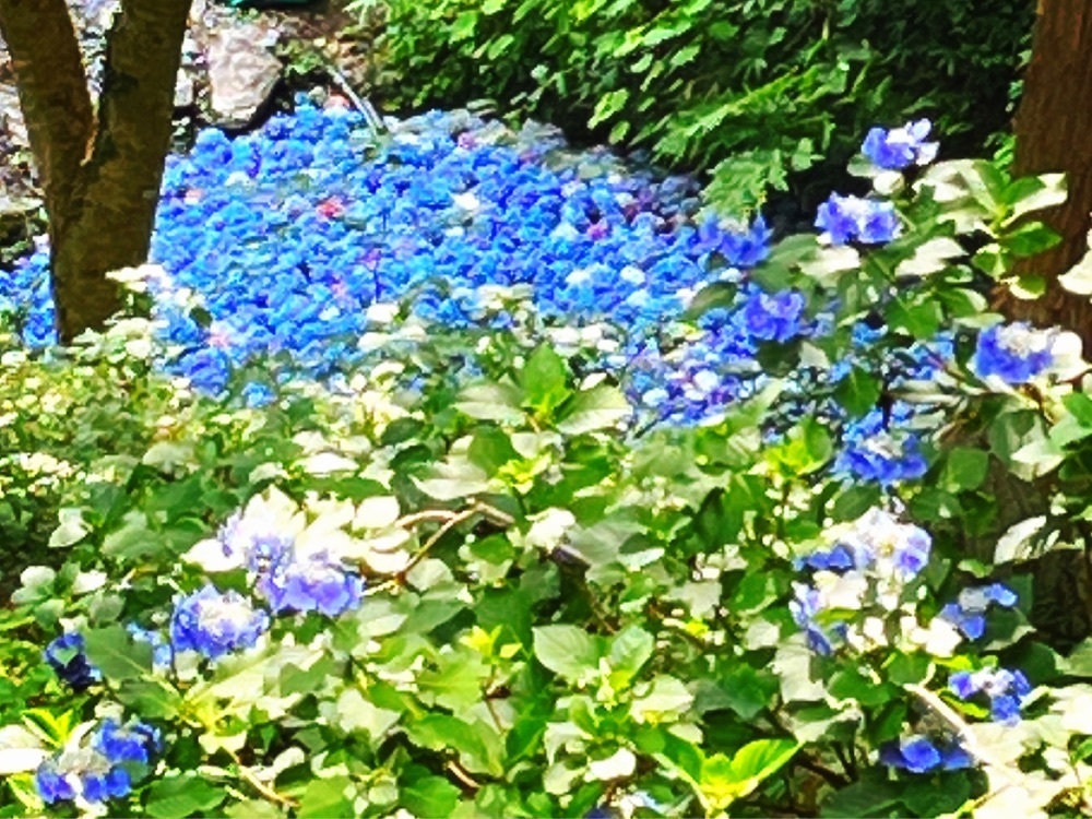 猫なぎ。さんが投稿した紫陽花山荘に関する口コミの画像