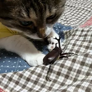 ホテル森の風鴬宿