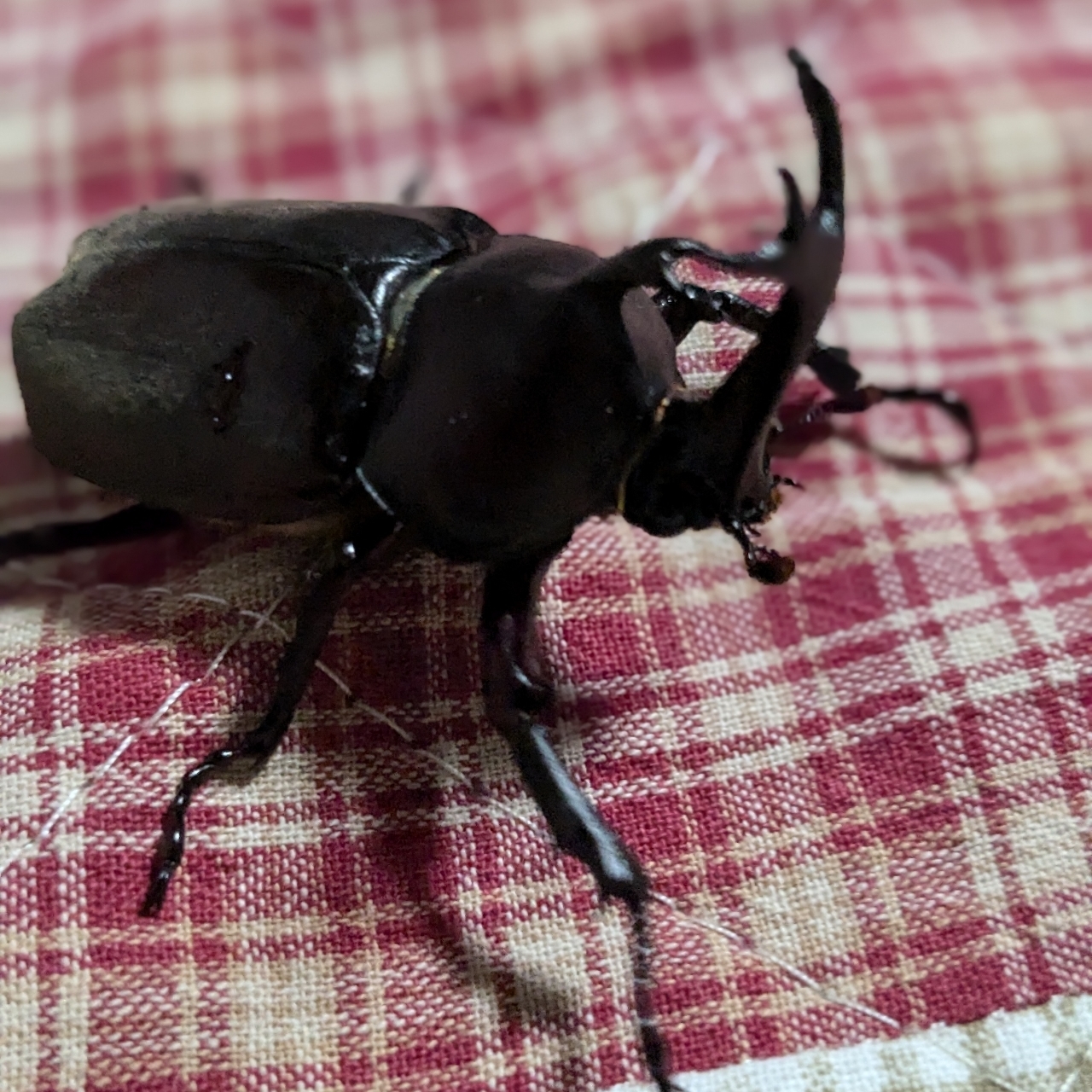 ミミさまさんが投稿したホテル森の風鴬宿に関する口コミの画像