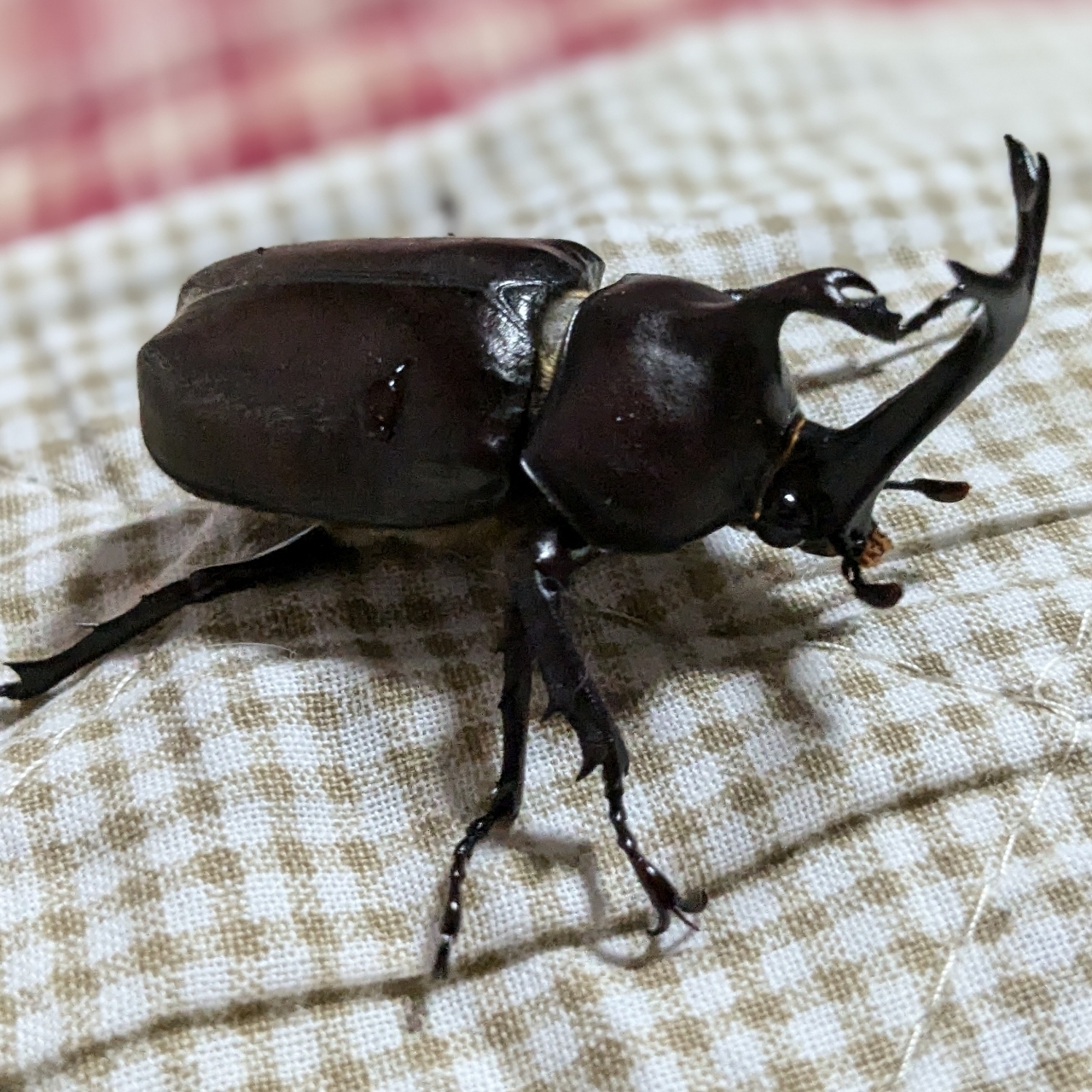 ミミさまさんが投稿したホテル森の風鴬宿に関する口コミの画像