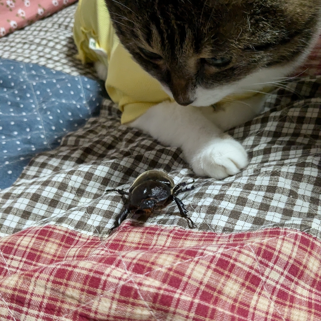 ミミさまさんが投稿したホテル森の風鴬宿に関する口コミの画像