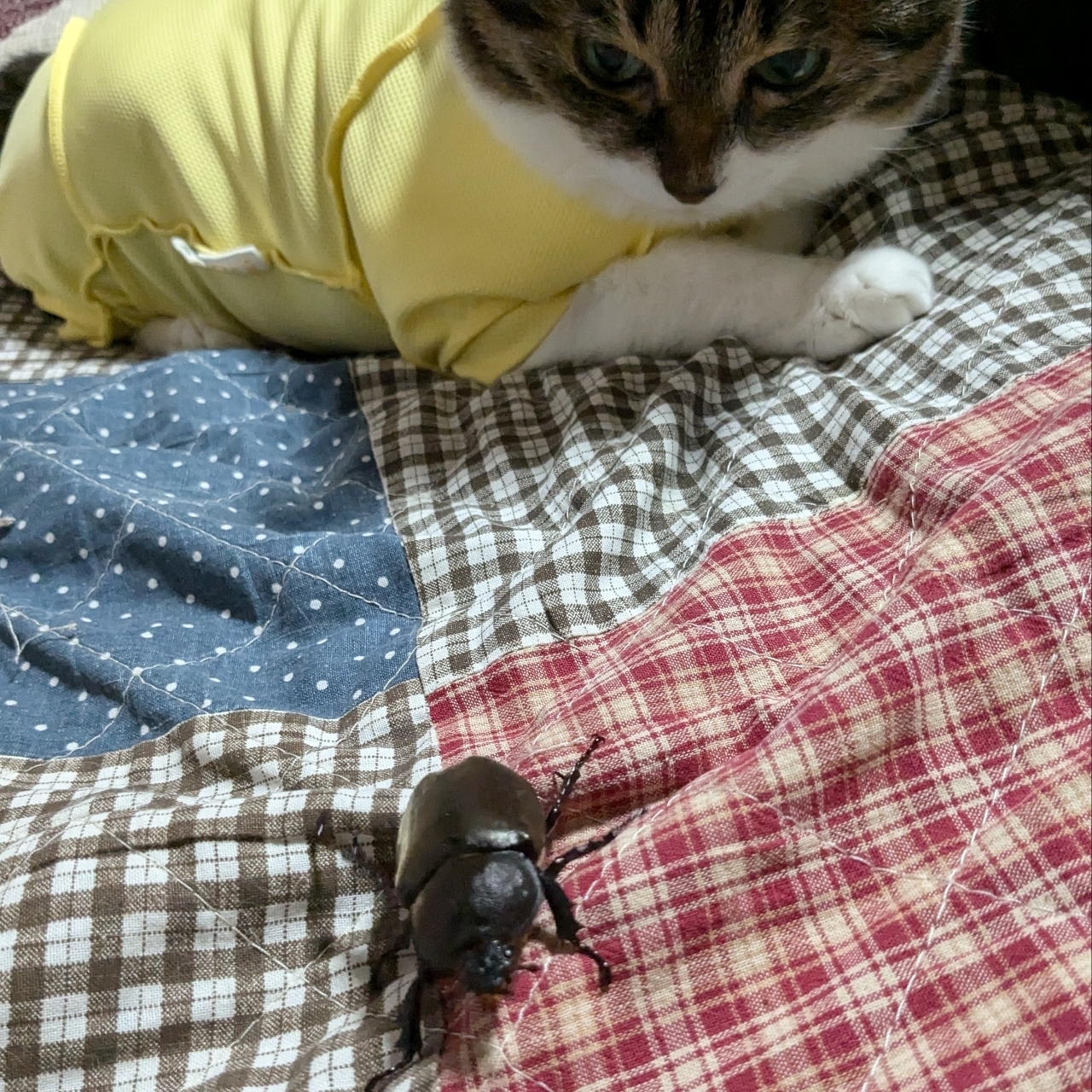 ミミさまさんが投稿したホテル森の風鴬宿に関する口コミの画像