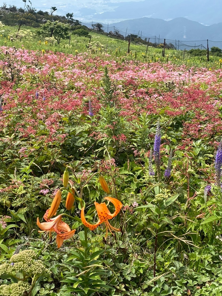 旅する〇〇さんが投稿した伊吹山ドライブウェイに関する口コミの画像