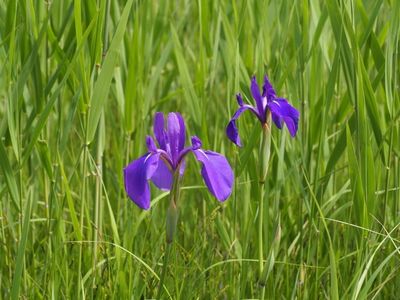 小堤西池のカキツバタ群落 2枚目