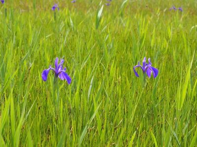 小堤西池のカキツバタ群落 3枚目
