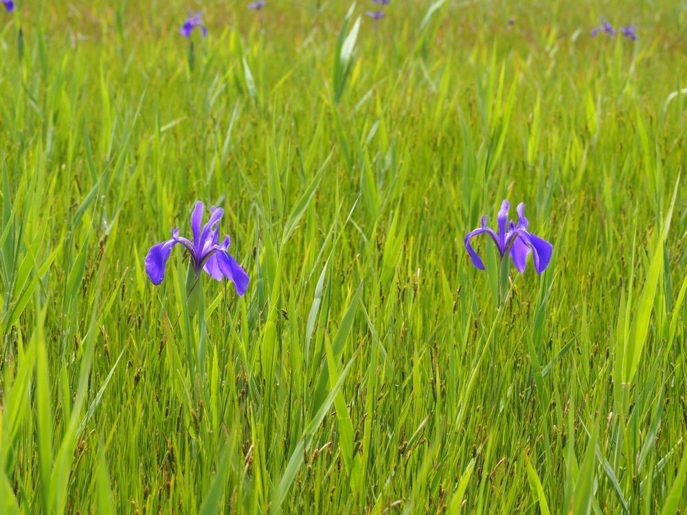 なおなおさんが投稿した小堤西池のカキツバタ群落に関する口コミの画像