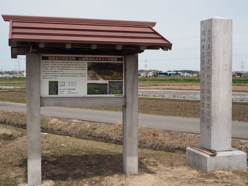 なおなおさんが投稿した小堤西池のカキツバタ群落に関する口コミの画像
