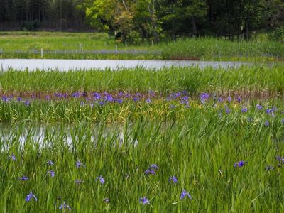 小堤西池のカキツバタ群落 5枚目