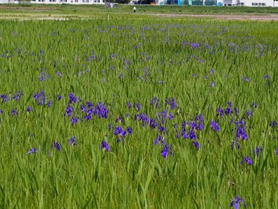 小堤西池のカキツバタ群落 6枚目