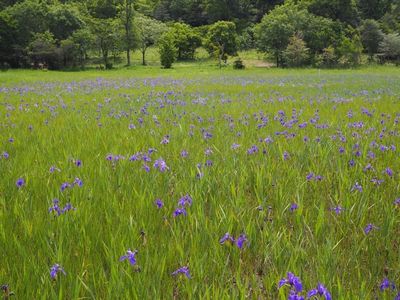 小堤西池のカキツバタ群落 7枚目