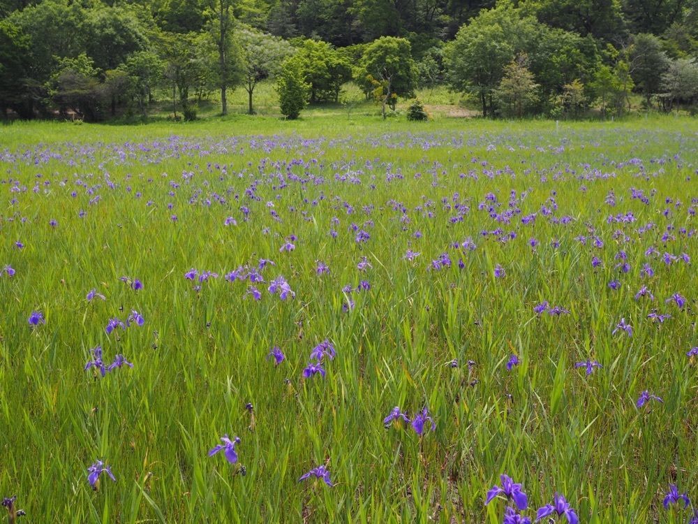 なおなおさんが投稿した小堤西池のカキツバタ群落に関する口コミの画像