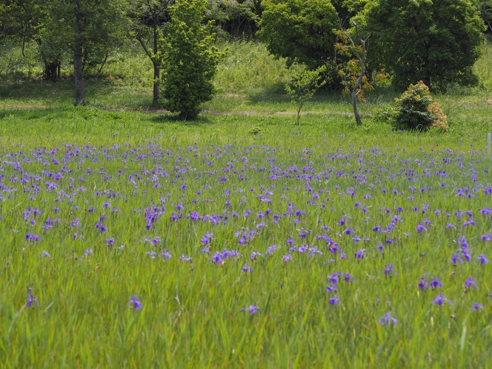 小堤西池のカキツバタ群落 8枚目