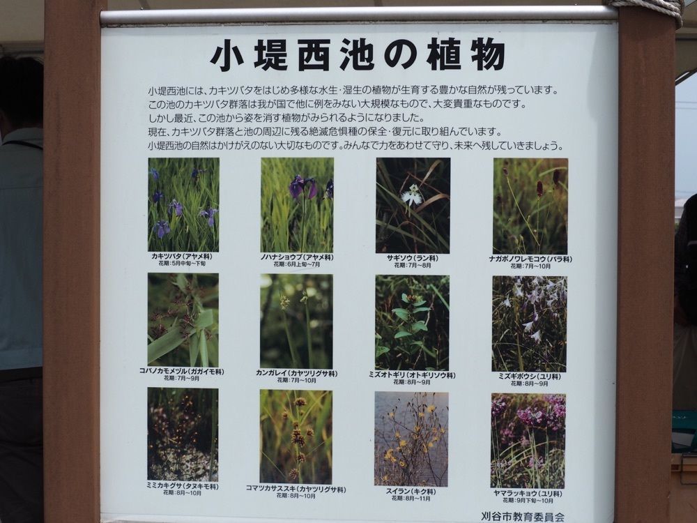 なおなおさんが投稿した小堤西池のカキツバタ群落に関する口コミの画像