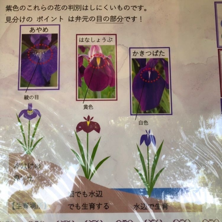 Tettsuさんが投稿した山田池公園に関する口コミの画像