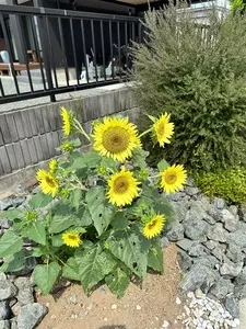 和風レストラン 松井