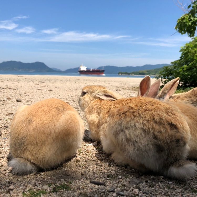 naoさんが投稿した休暇村大久野島に関する口コミの画像