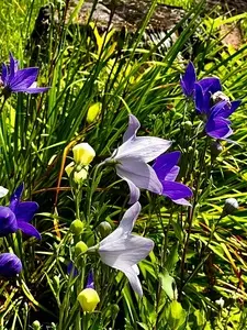 富士見高原リゾート花の里
