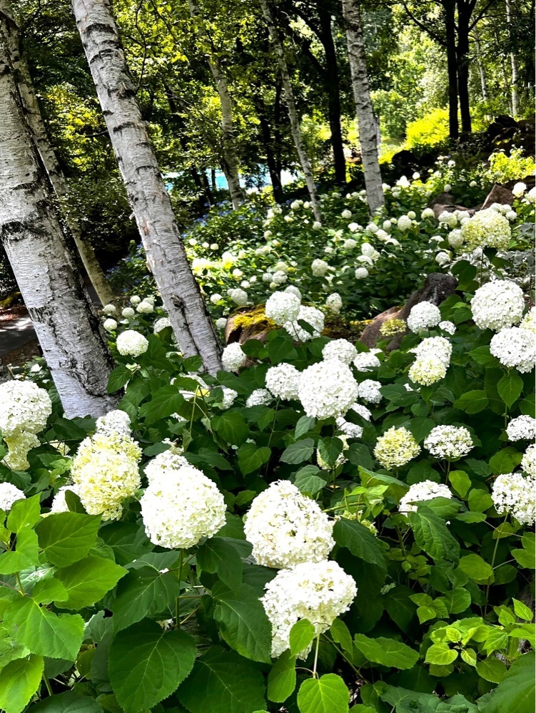 ビンカさんが投稿した富士見高原リゾート花の里に関する口コミの画像
