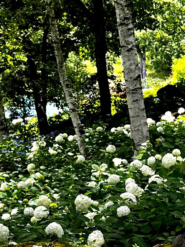 ビンカさんが投稿した富士見高原リゾート花の里に関する口コミの画像