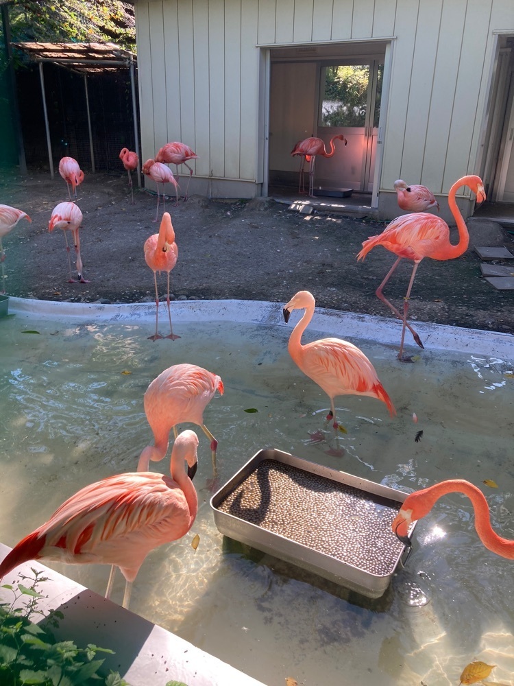 ふみさんが投稿した城山動物園に関する口コミの画像