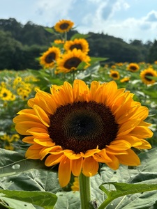 世羅高原農場 6枚目