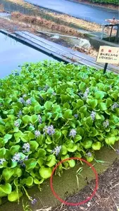 道の駅 童謡のふる里おおとね
