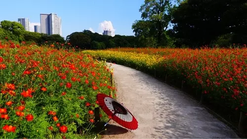 三百年の松（浜離宮恩賜庭園）