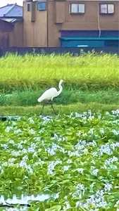 道の駅 童謡のふる里おおとね