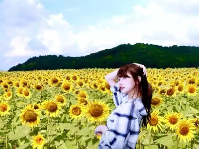 益子町のひまわり畑