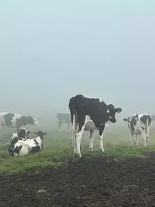 美しの塔