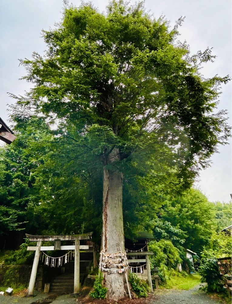 Mさんが投稿した八雲神社（足利）に関する口コミの画像