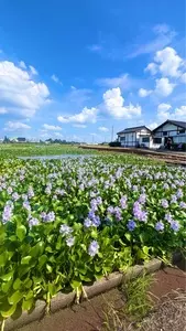 道の駅 童謡のふる里おおとね