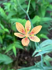 風越公園グラウンド