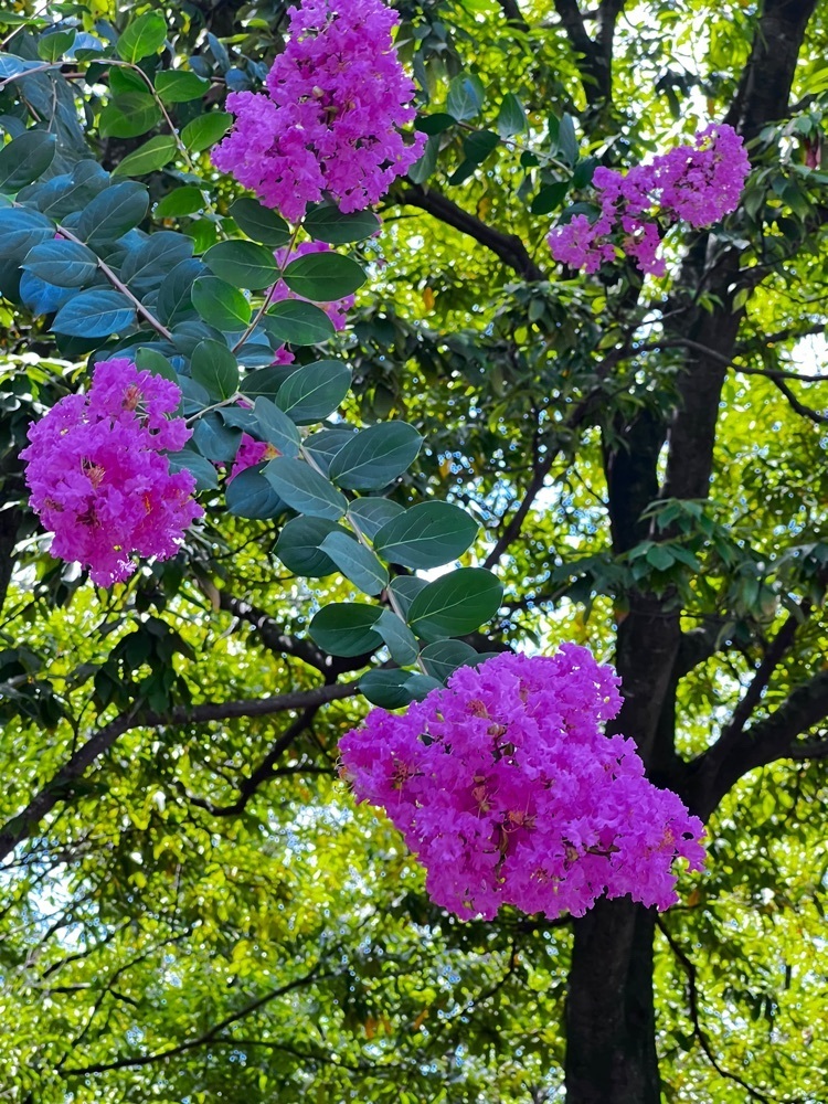 r_Rhapsodyさんが投稿した東公園（福岡県福岡市）に関する口コミの画像