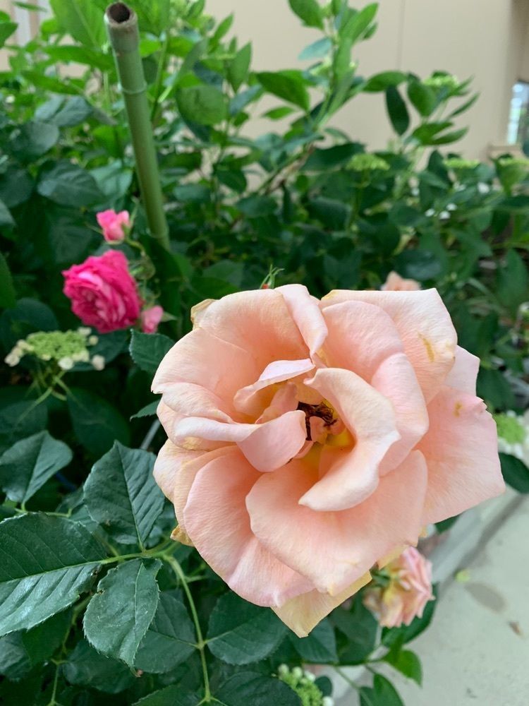 blossom&C7さんが投稿した六角井戸に関する口コミの画像