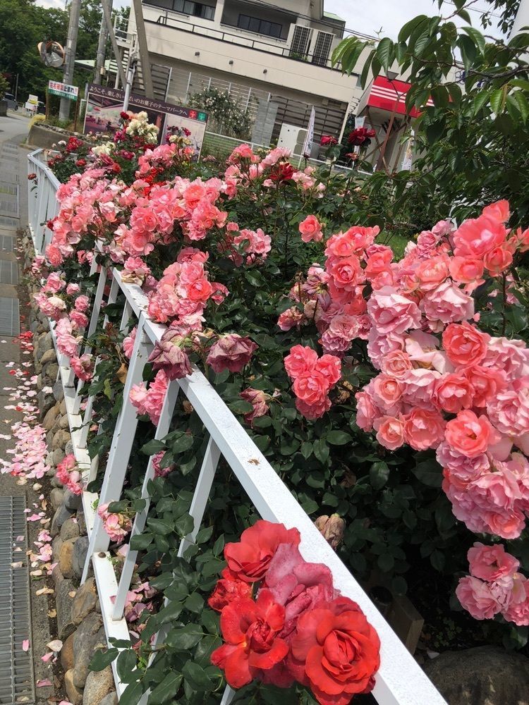 take.aさんが投稿した洋菓子舗ウエスト 一宮工場直売店に関する口コミの画像
