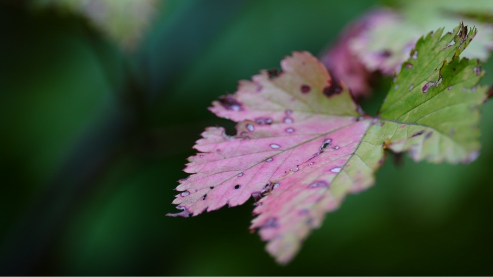 jamesさんが投稿した向島百花園の萩のトンネルに関する口コミの画像