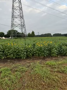 那珂総合公園付近のひまわり畑 3枚目