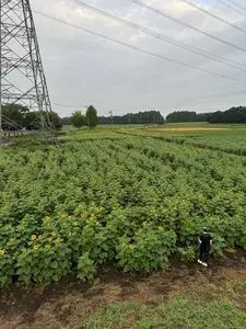 那珂総合公園付近のひまわり畑 1枚目