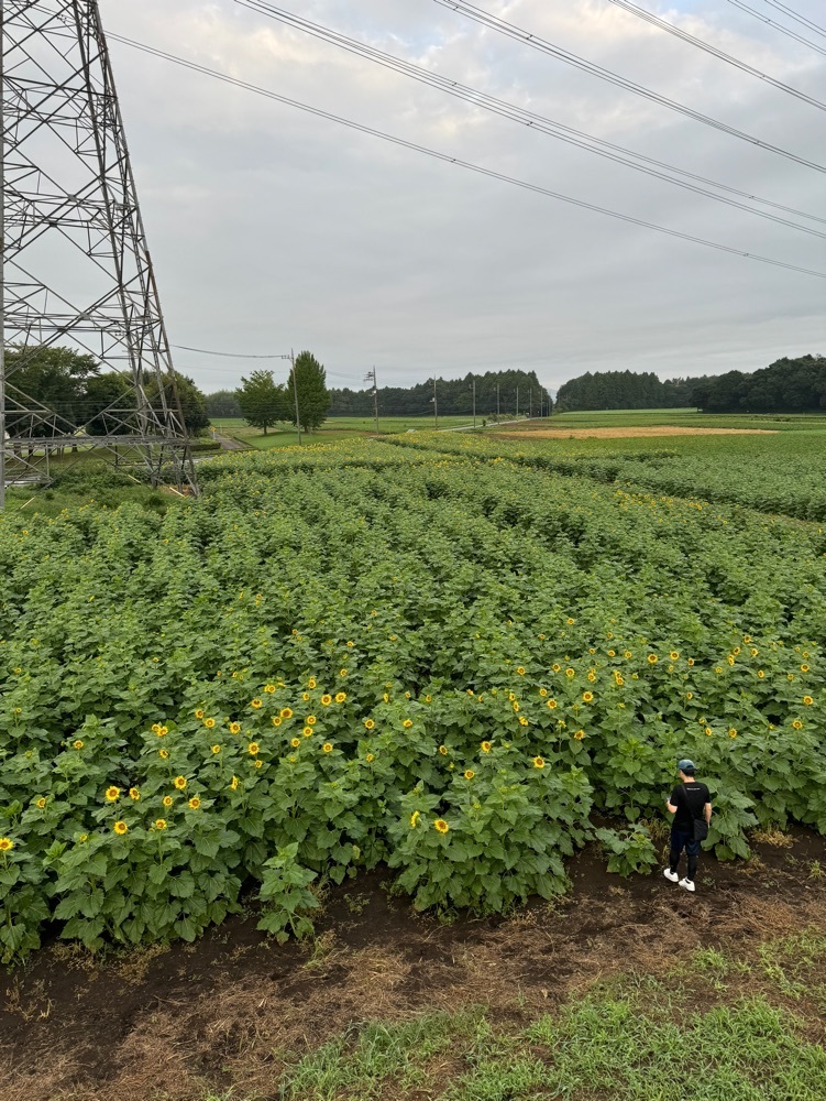 ひでさんが投稿した那珂総合公園付近のひまわり畑に関する口コミの画像