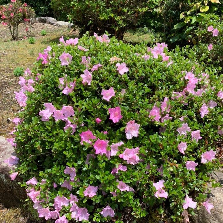 _location_2cde ダルマ大使さんが投稿した瑞浪高原ゴルフ倶楽部に関する口コミの画像