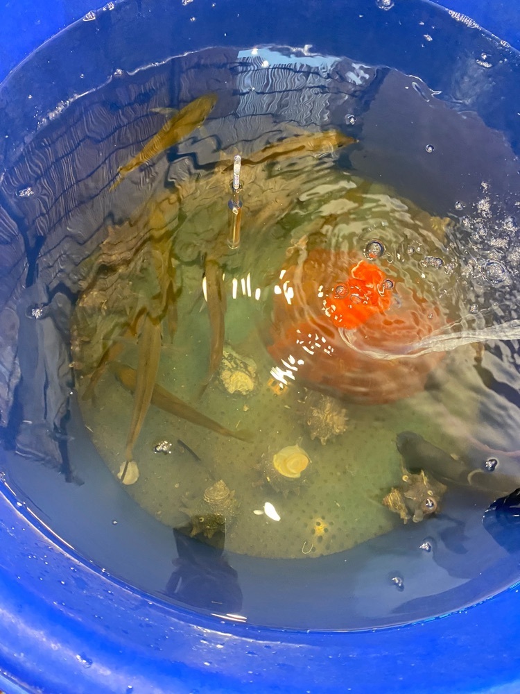 かよこさんが投稿したハリオン 流山青田店に関する口コミの画像