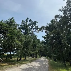 天橋立のくろまつ