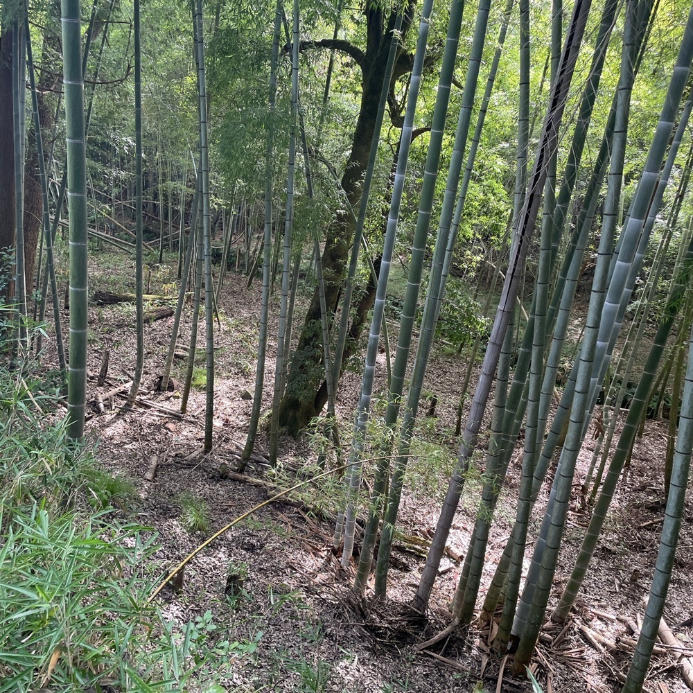 Danjouさんが投稿した真名井神社に関する口コミの画像
