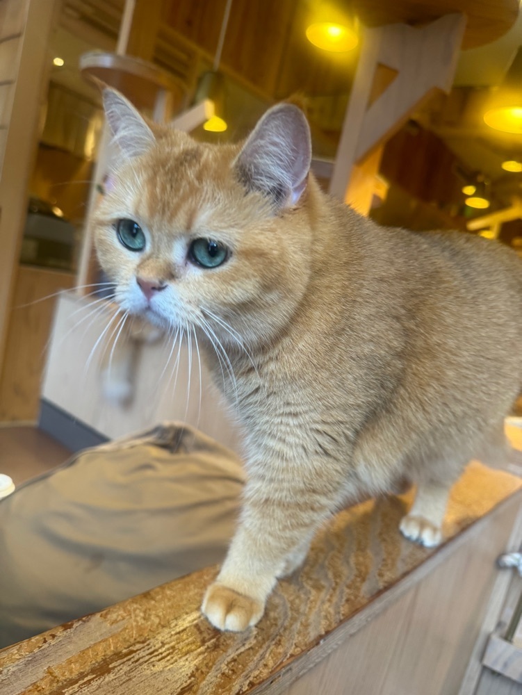 ななな仲田さんが投稿した猫カフェMOCHA 池袋西口店に関する口コミの画像