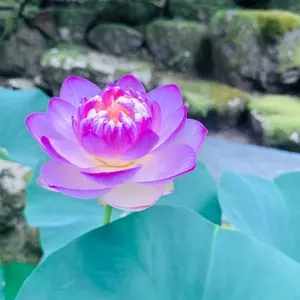 永平寺そば亭 一休（えいへいじ そばてい いっきゅう）