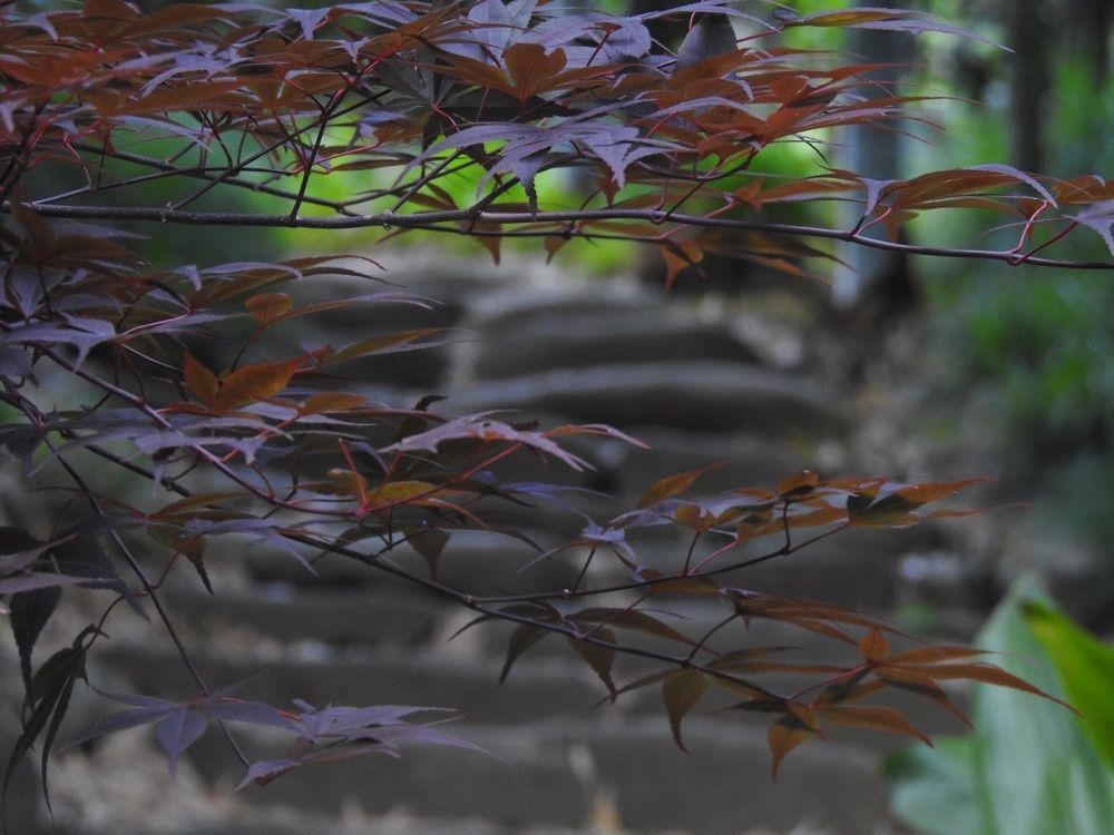 junkunさんが投稿した四季の花に関する口コミの画像